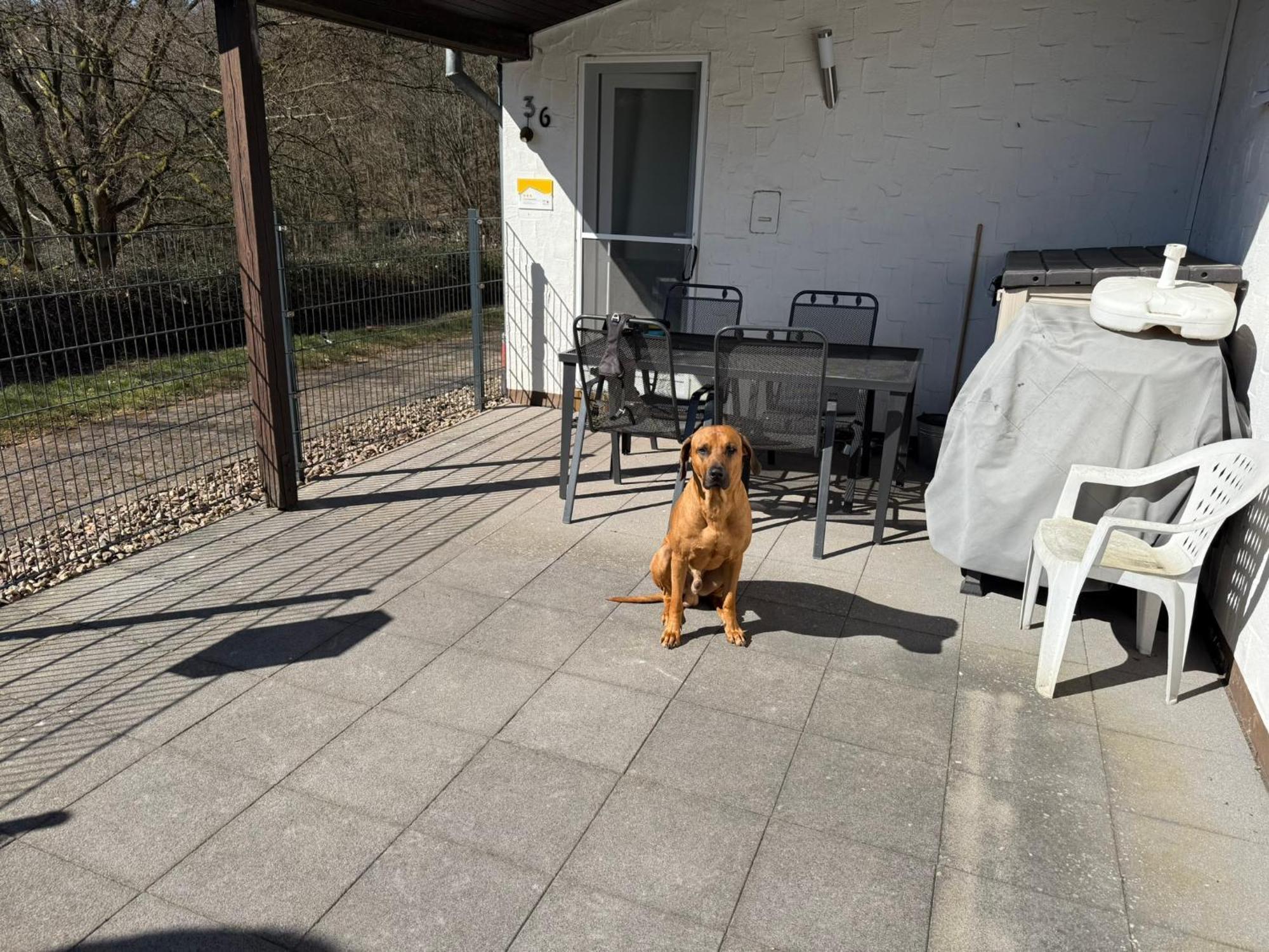 Ferienhaus Stausee Bitburg Biersdorf エクステリア 写真